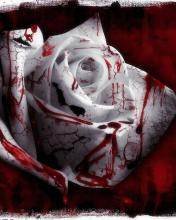 pic for Bloody White Rose